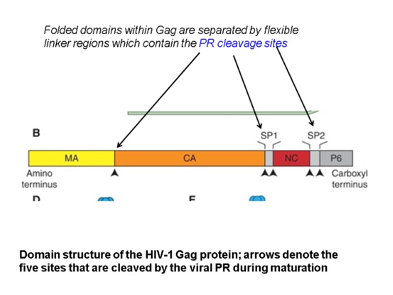 Domain structure of the HIV-1 Gag protein; arrows denote the five sites that are